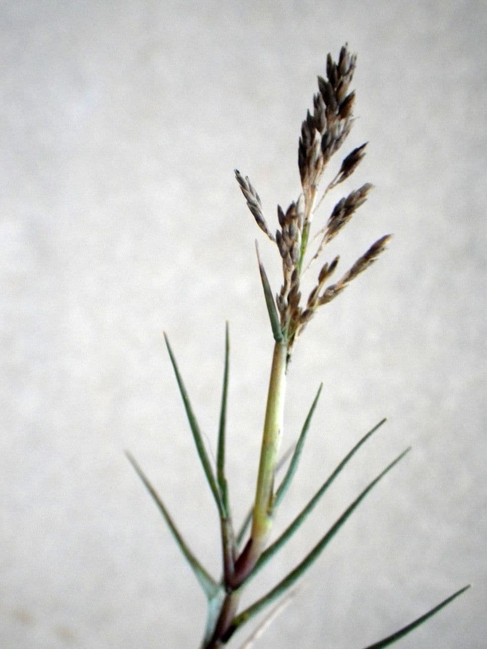 Sporobolus 8
