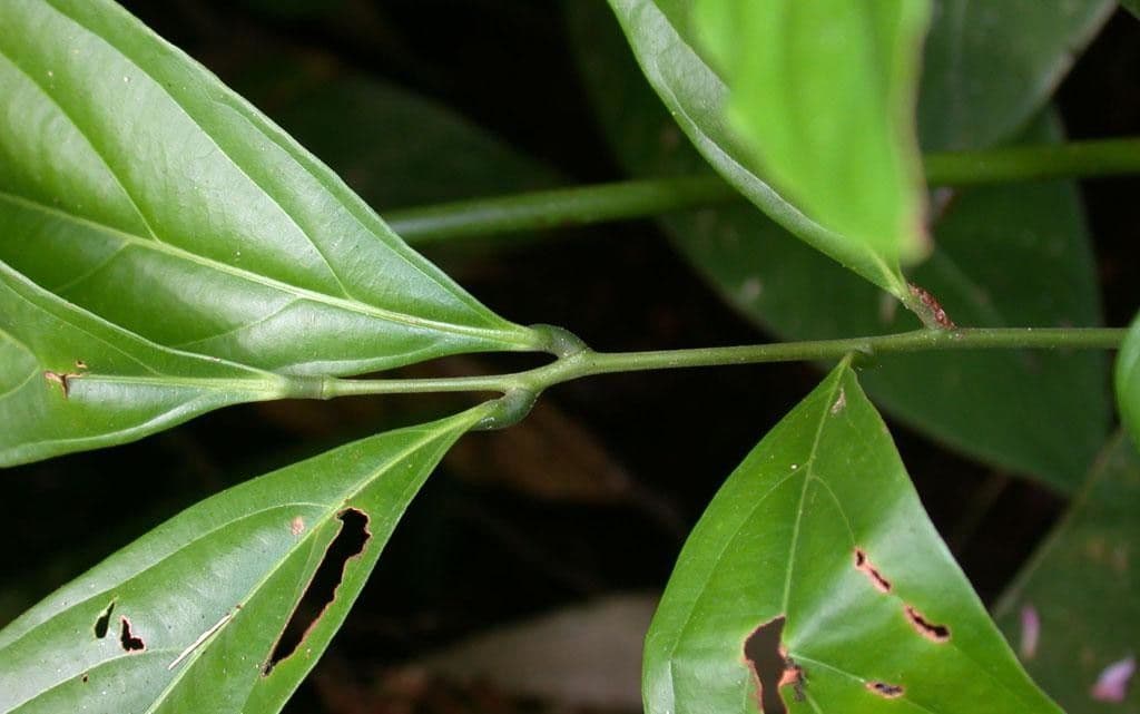 Rourea 6