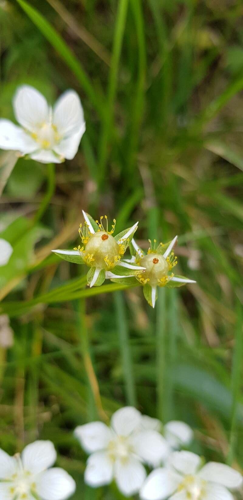 Parnassia 5