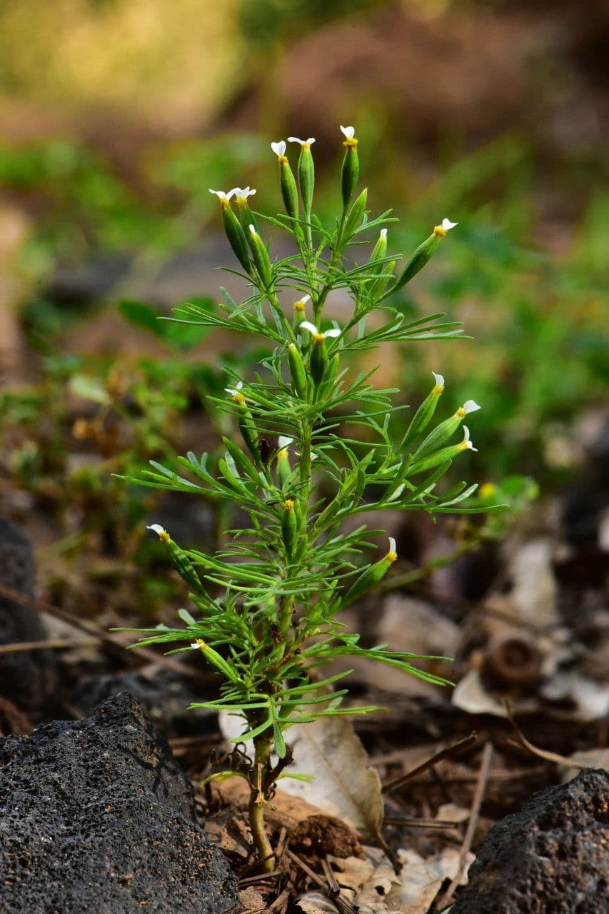 Tagetes micrantha 3