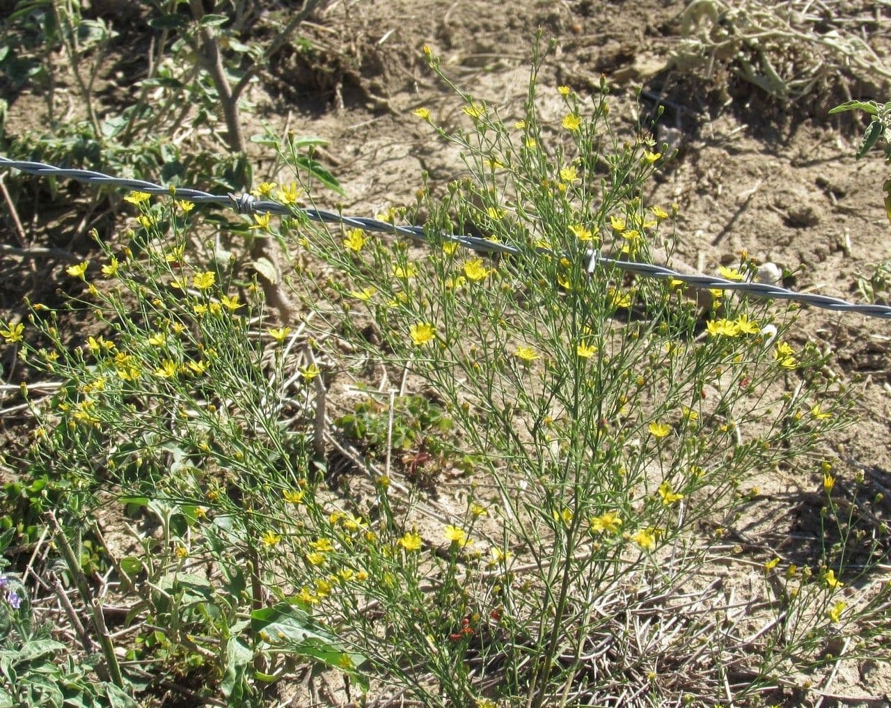 Amphiachyris dracunculoides 9