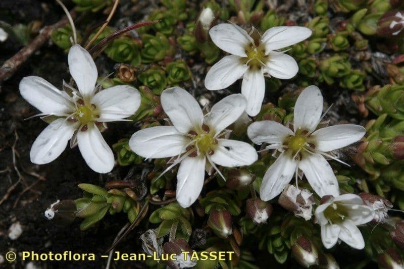 Arenaria ciliata 17