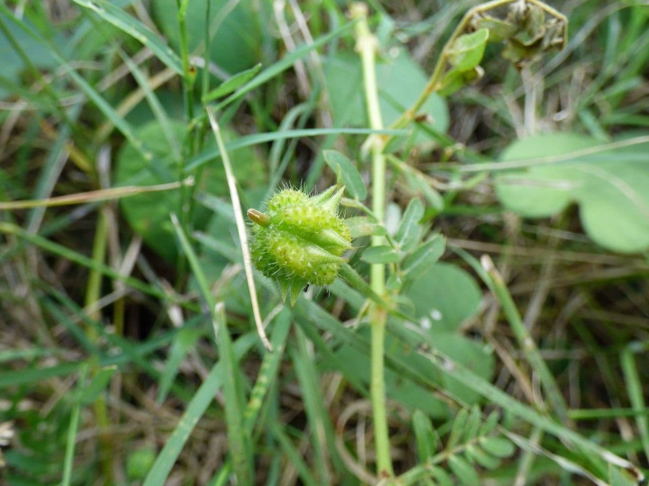 Tribolo cistoide 5