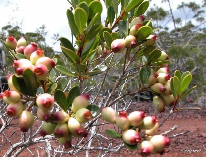 Syzygium 14