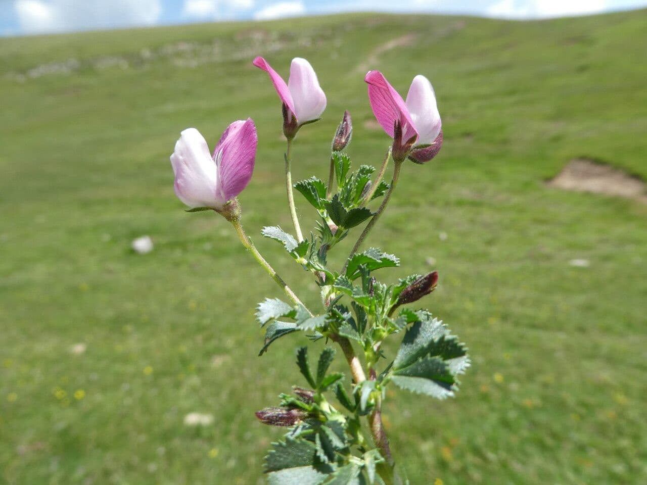 Ononis cristata 22