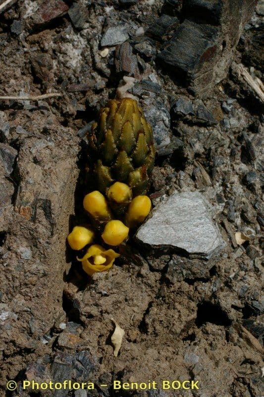 Cistanche 26