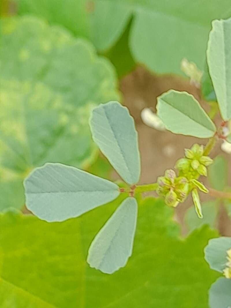 Trigonella glabra 6