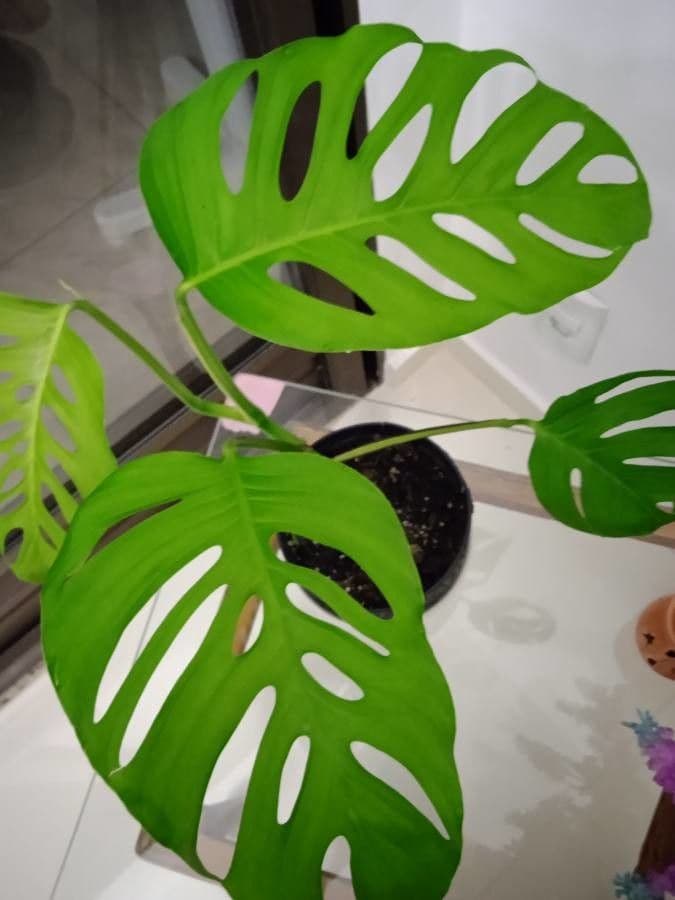 Monstera 3