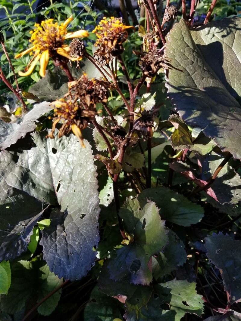Ligularia dentata 18