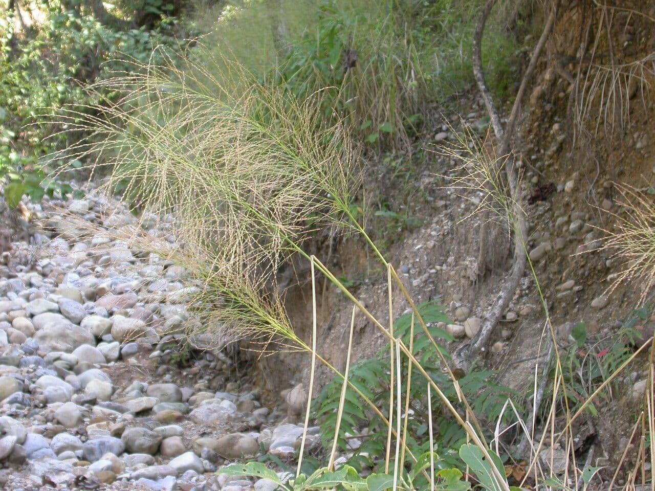Dicliptera paniculata 8