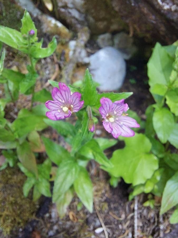 Epilobium alpestre 10