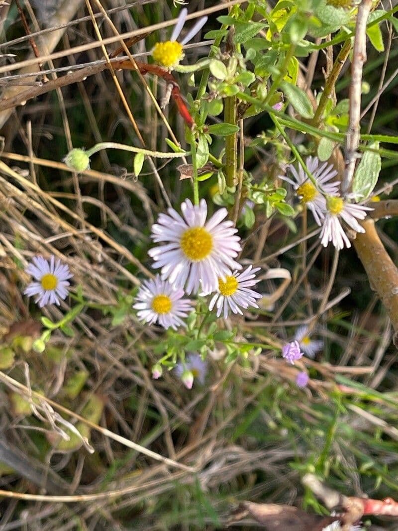 Busch-Aster