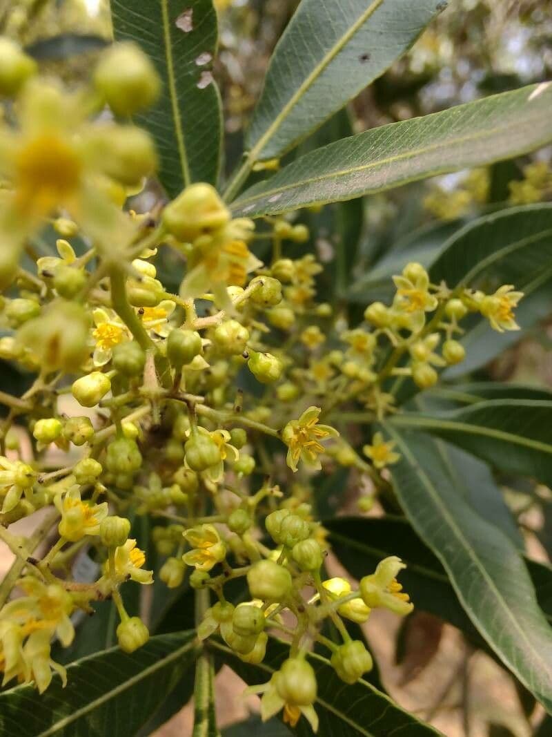 Lithraea molleoides 2