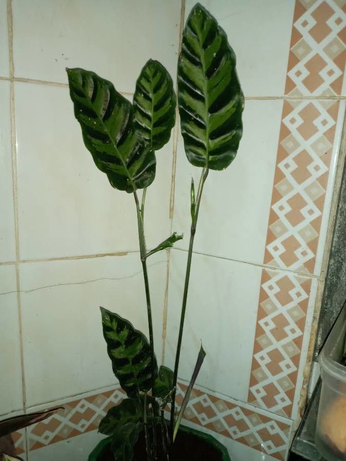 Goeppertia insignis 16