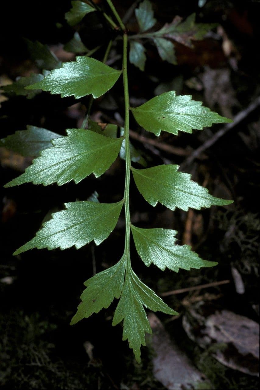 Fylokladus celery 2