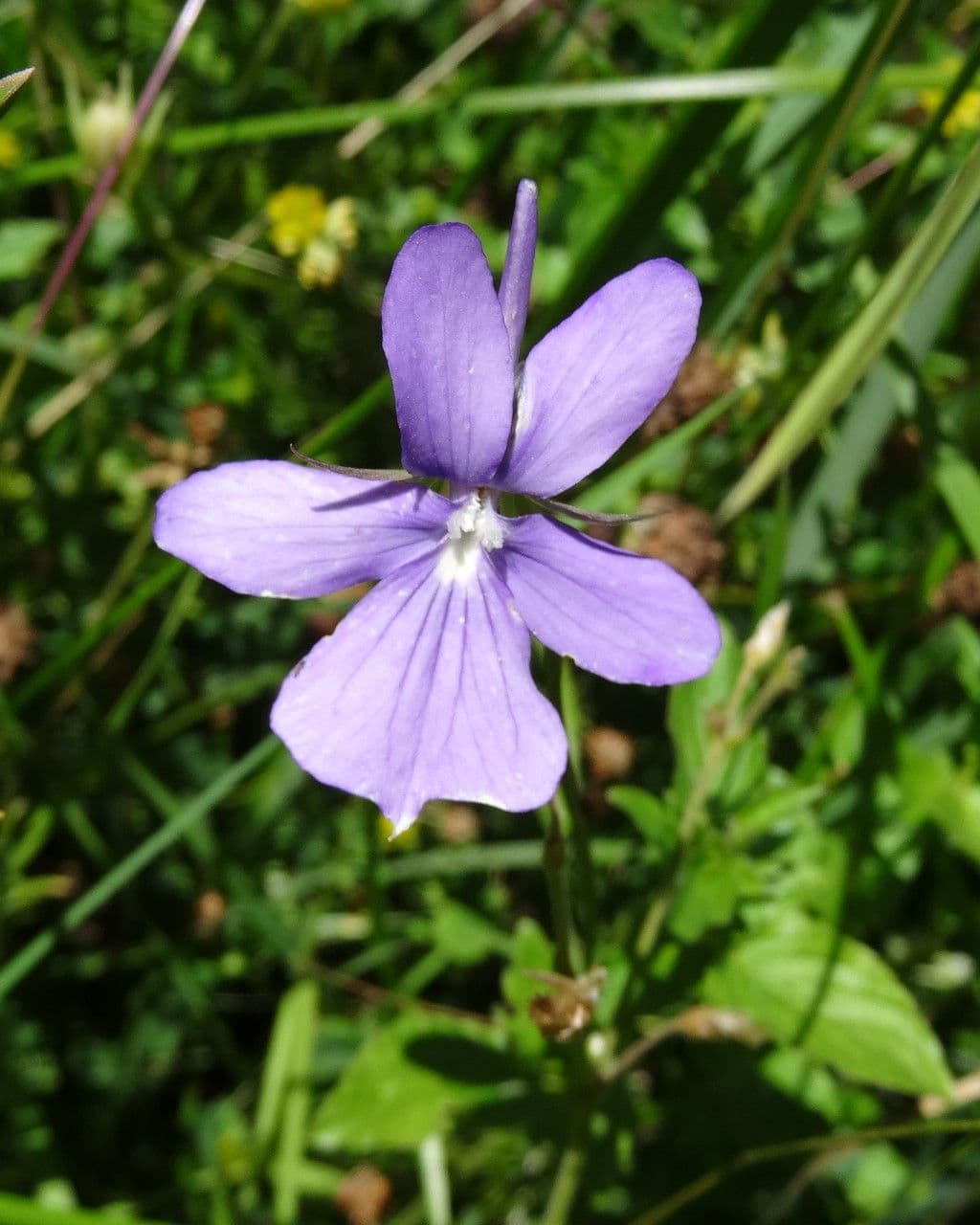 Bedding pansy 10