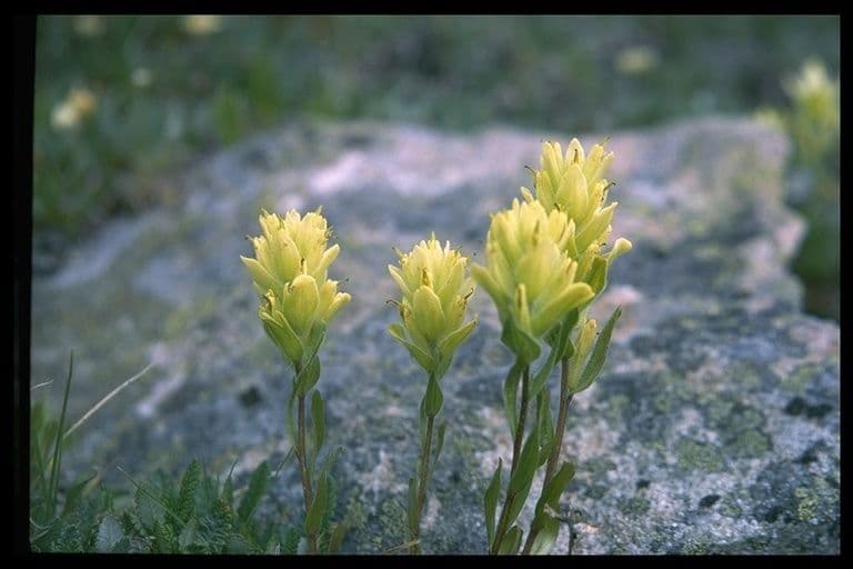 Castilleja 7