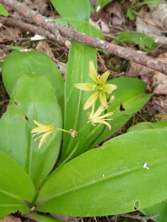 Clintonia boreale 7