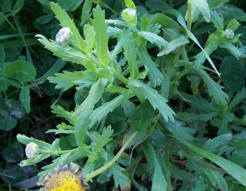 Saat-Wucherblume 16