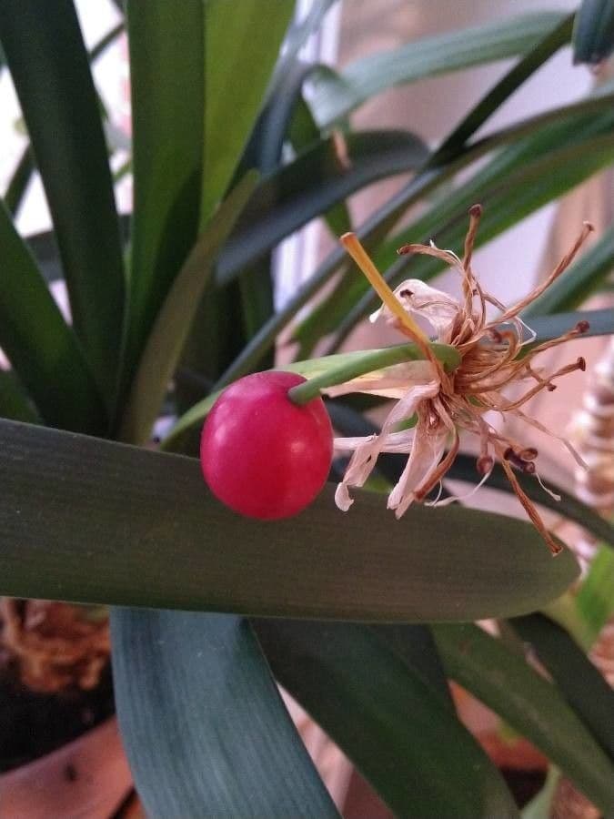 Clivia 2