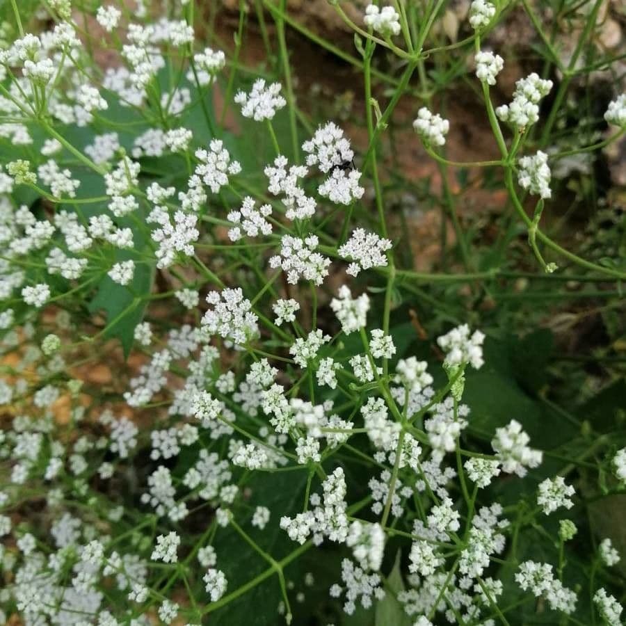 Falcaria 10