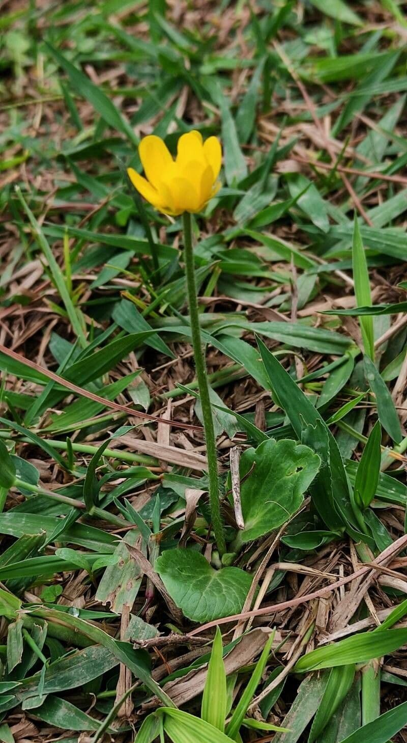 Ranuncolo autunnale 11