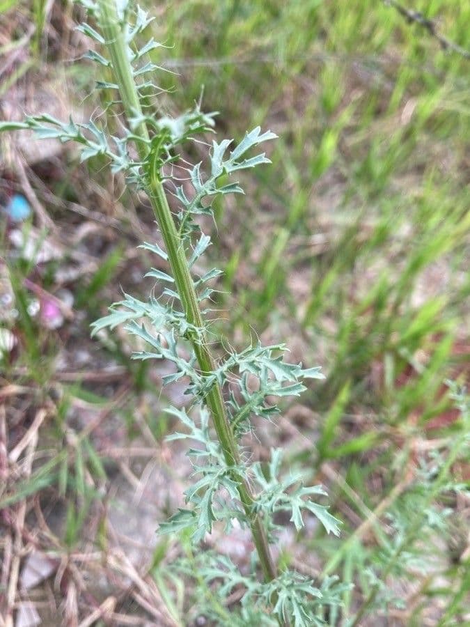 Poreleaf Dogweed 8