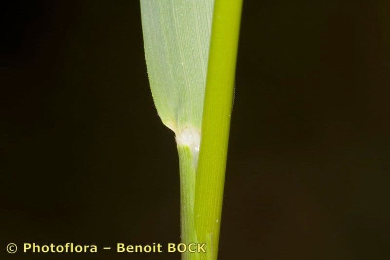 Achnatherum paradoxum 20