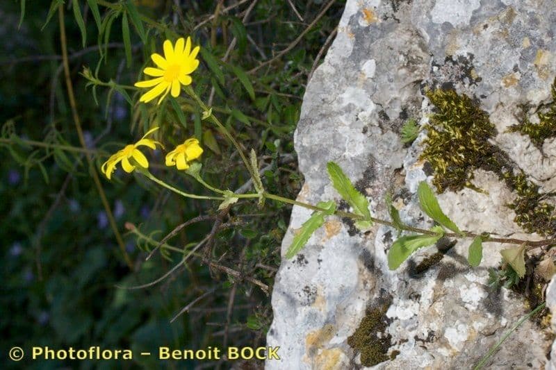 Senecio 12