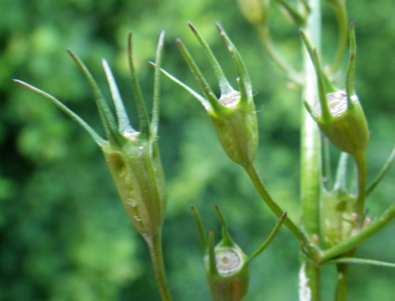 Campanula diffusa 3