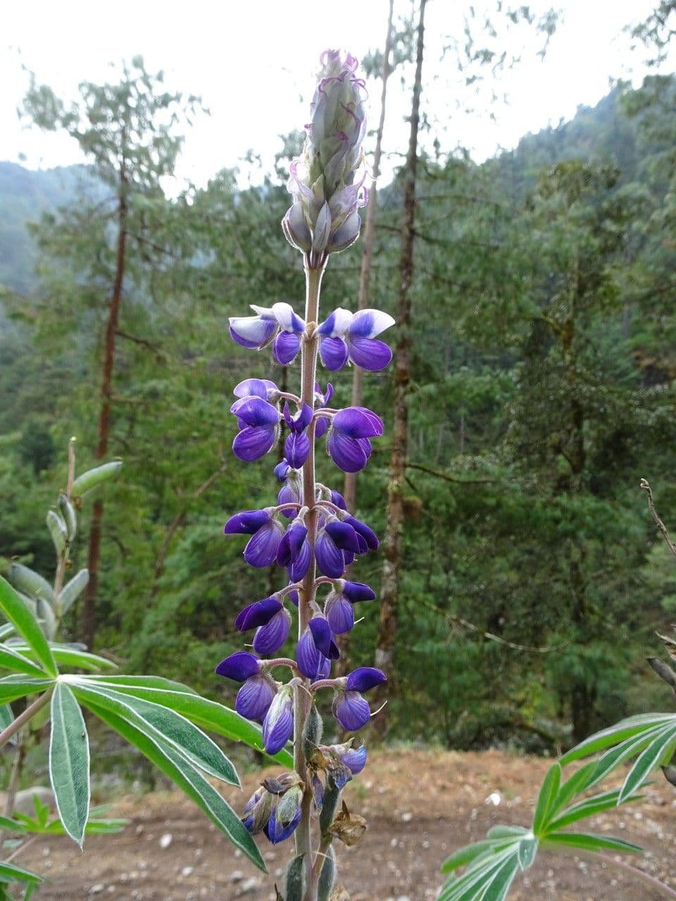Lupino 3
