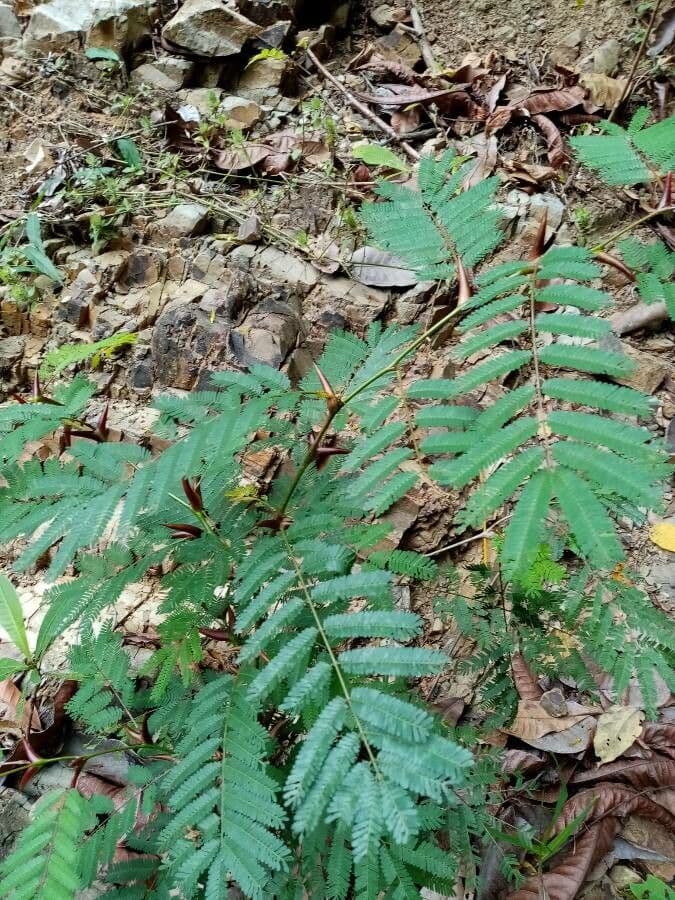 Acacia cornuta 11