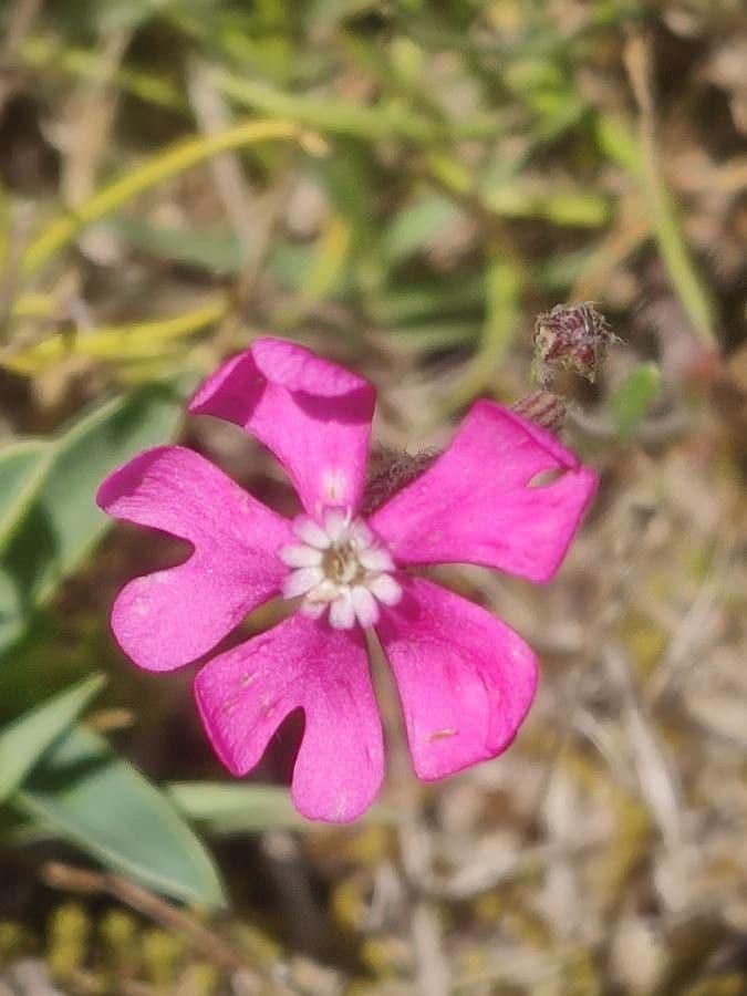 Silene cretica 3