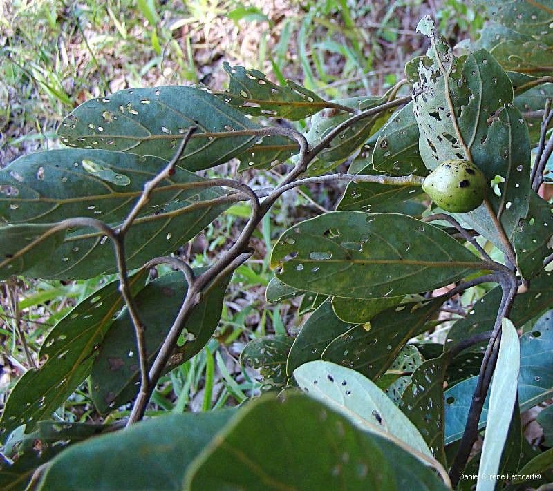 Cryptocarya