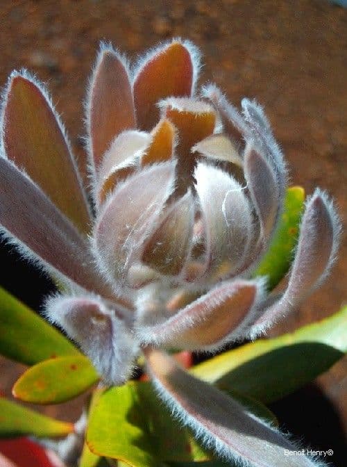 Melaleuca 2
