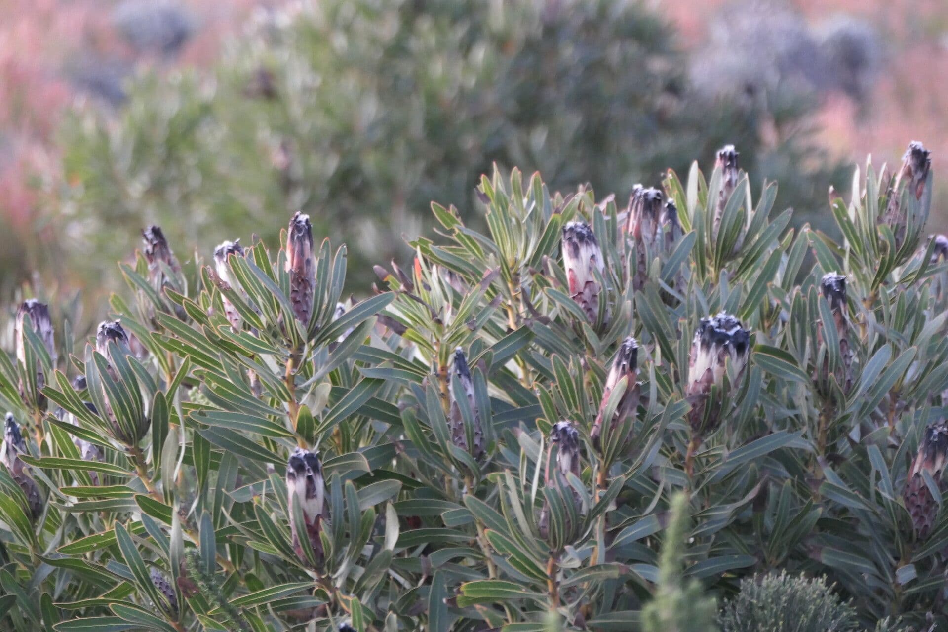 Protea 2