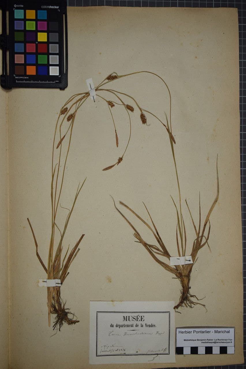 Turzyca Hosta 20