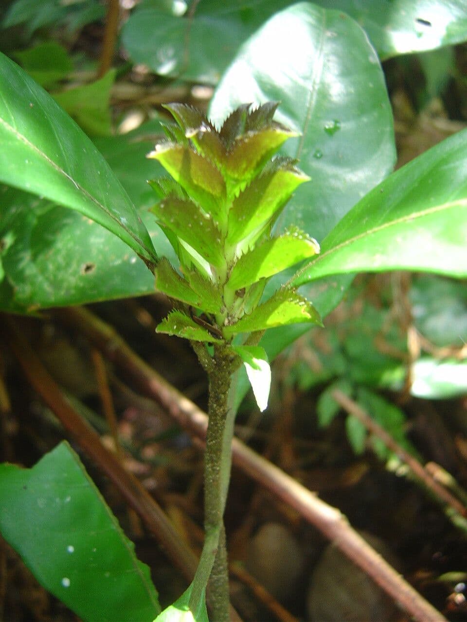 Aphelandra