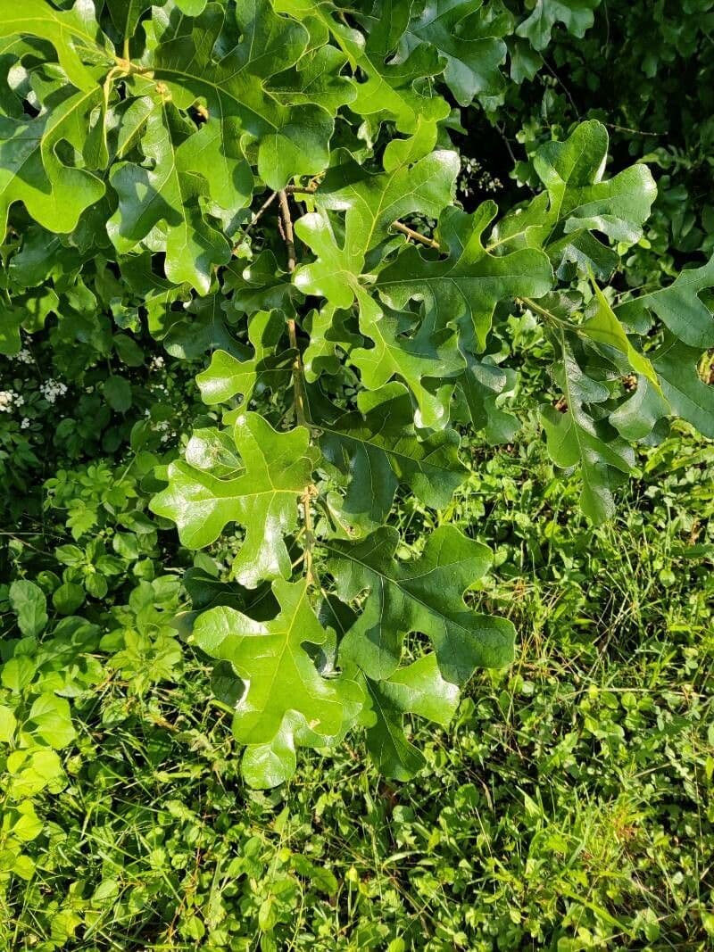 Roble estrellado 7