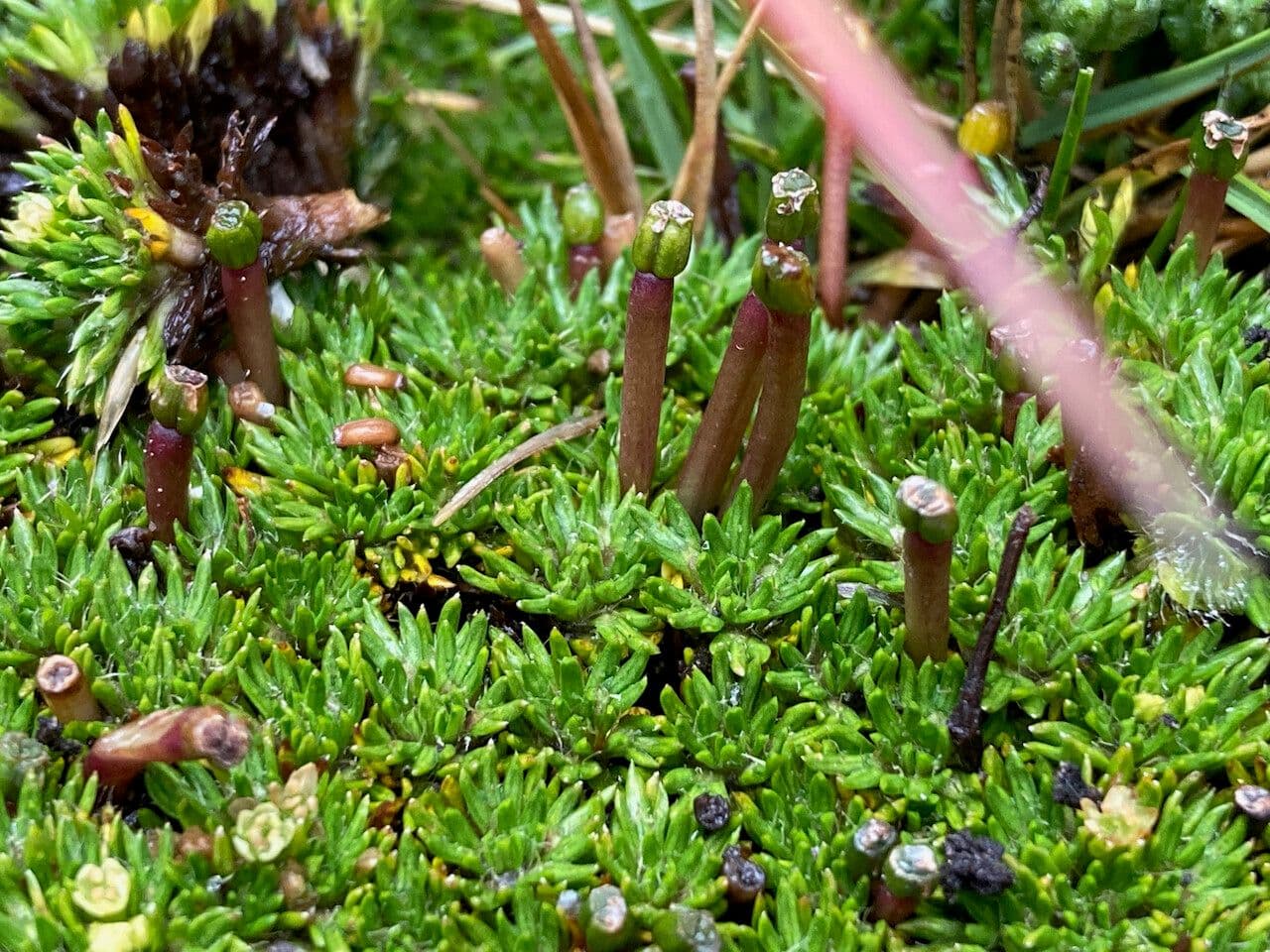 Azorella