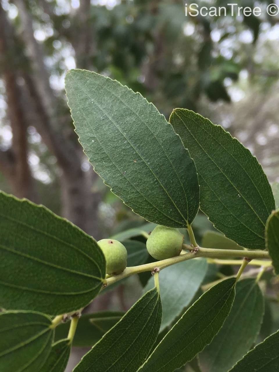 Ziziphus 7
