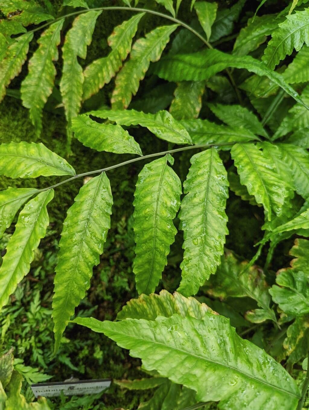 Bolbitis heteroclita 4