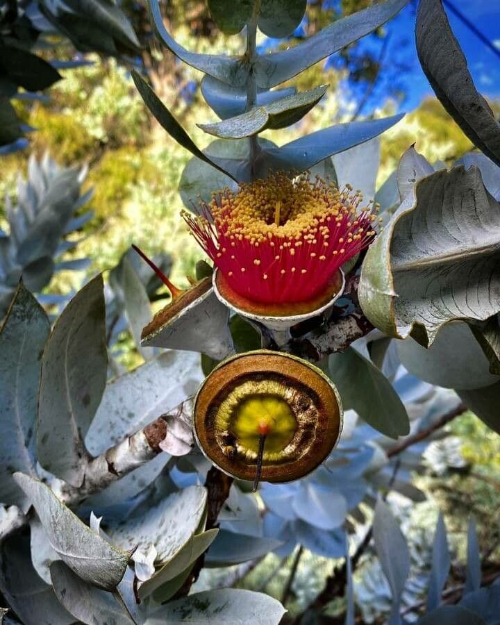Eukalyptus 3