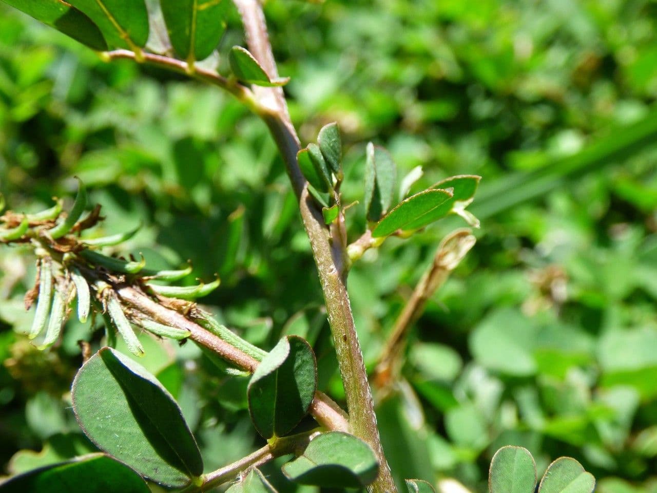 Indigofera hendecaphylla 21