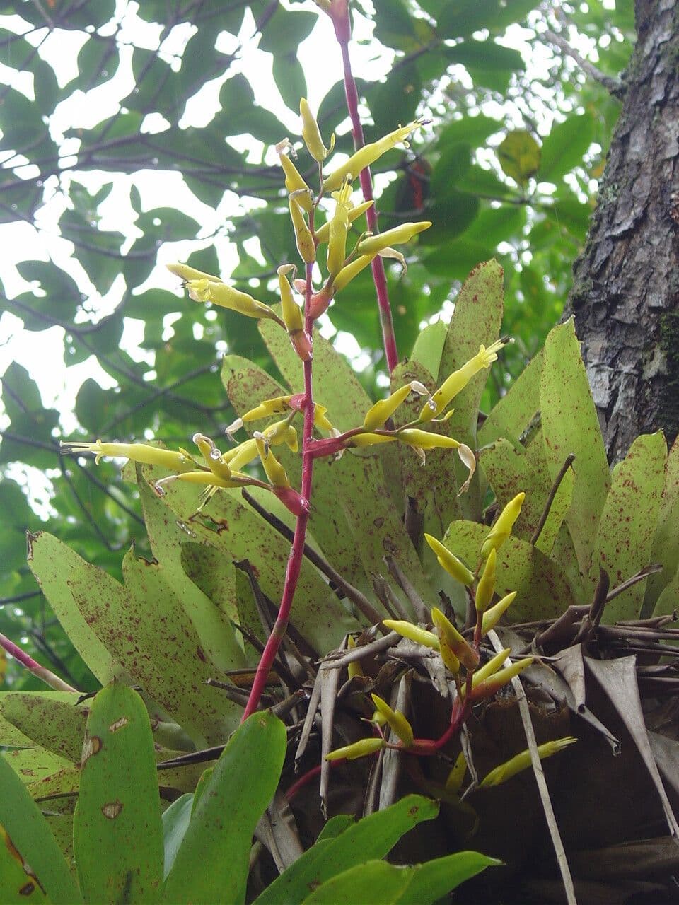 Vriesea