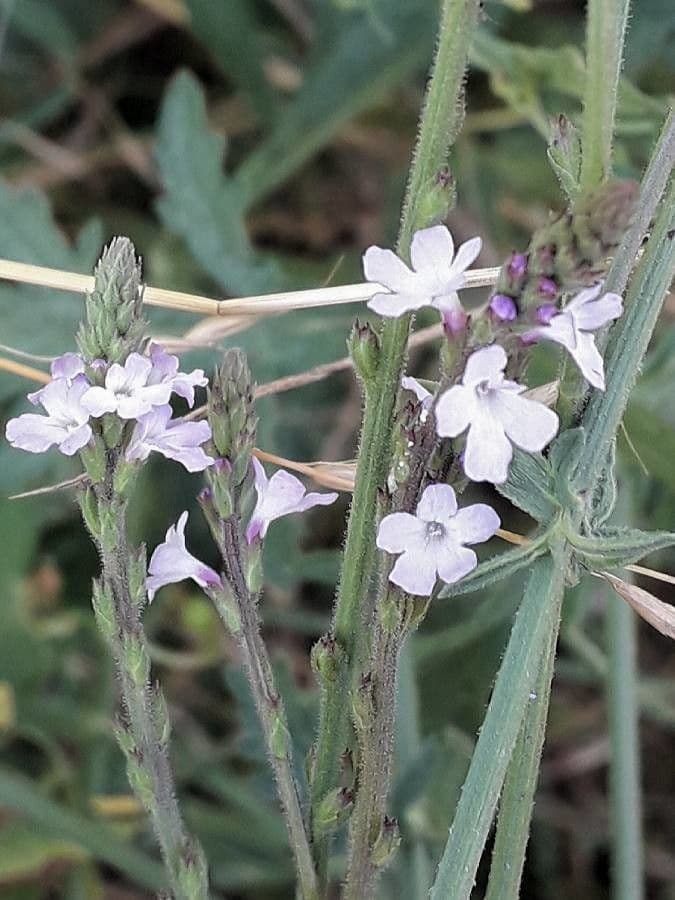 Verbena comune 6