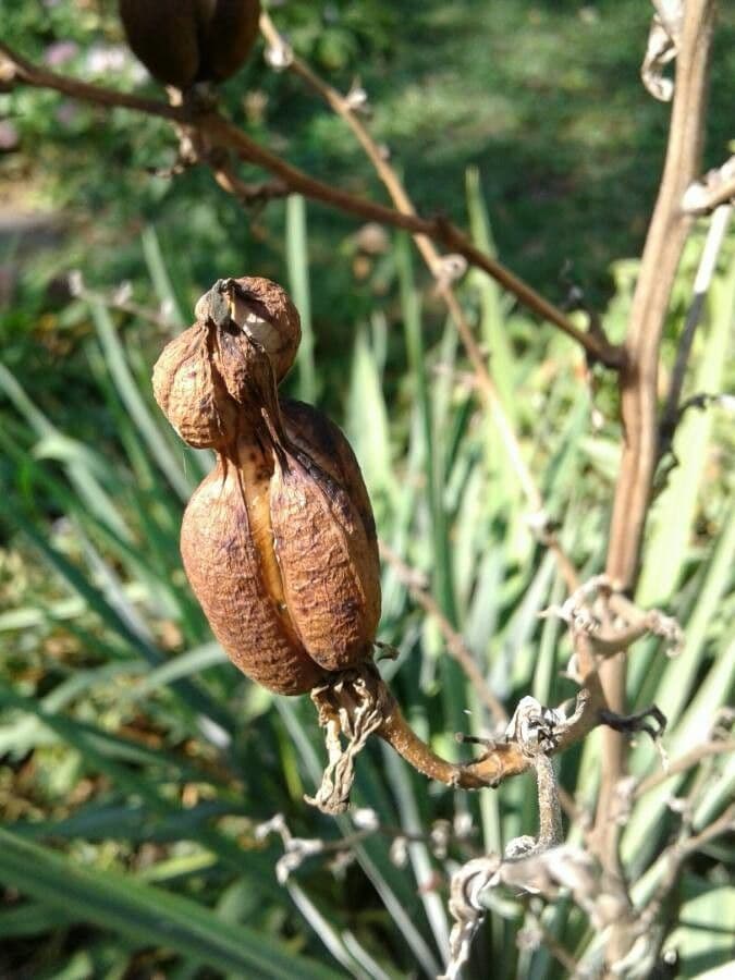 Fels-Yucca 4