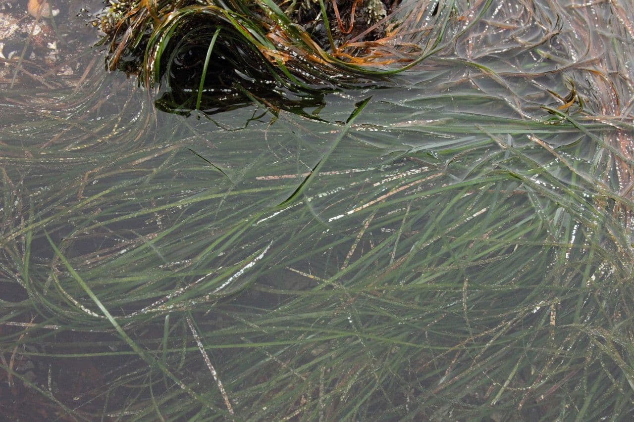 Phyllospadix scouleri 8