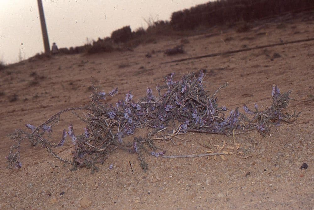 Echiochilon 8