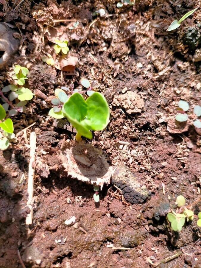 Terminalia brownii 2